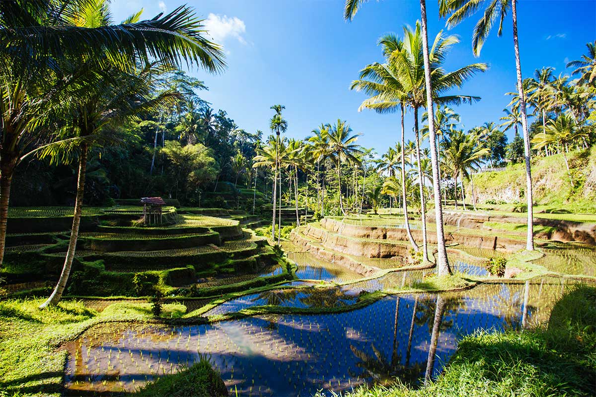 que-voir-et-faire-a-ubud-bali