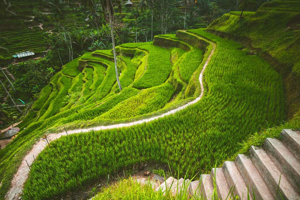 rizieres-en-terrasse-tegalalang-ubud