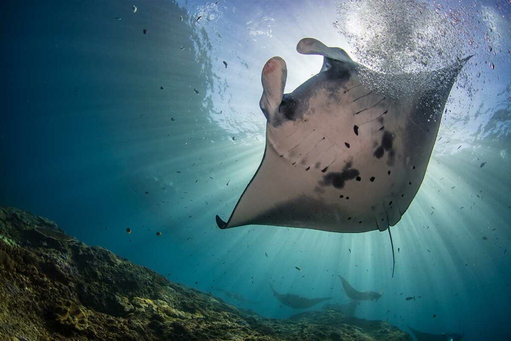 snorkeling-manta-point-nusa-penida