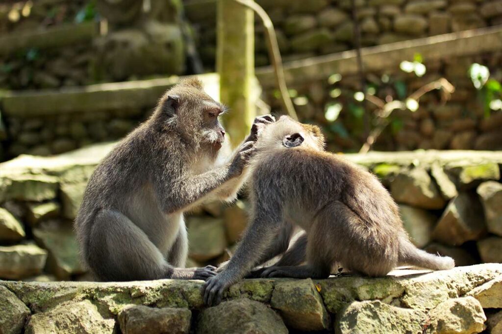 visiter-foret-des-singes-a-ubud-bali