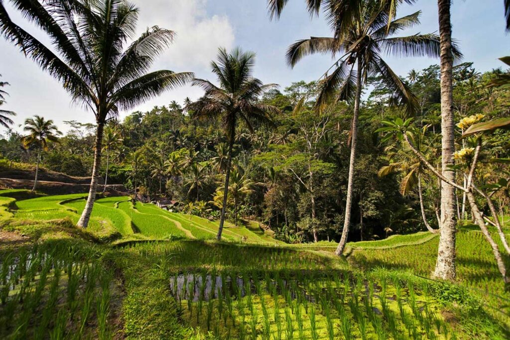 riziere-en-terrasse-gunung-kawi