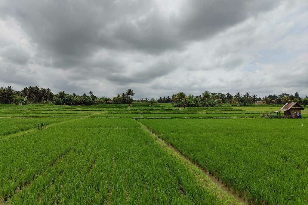 riziere-ubud-subak-juwuk-manis-trail