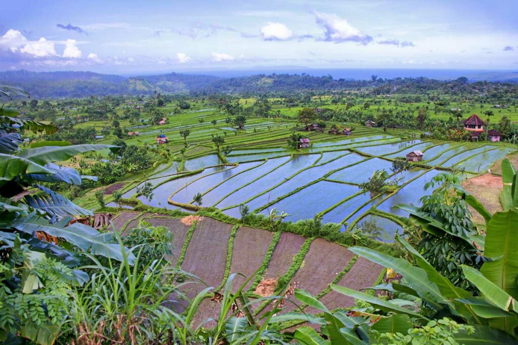 rizieres-autour-de-tirta-gangga-nord-bali