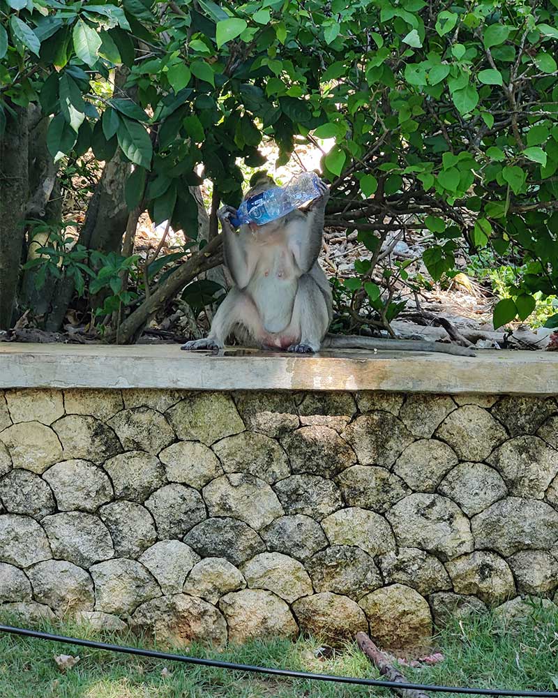 attention-singe-temple-uluwatu