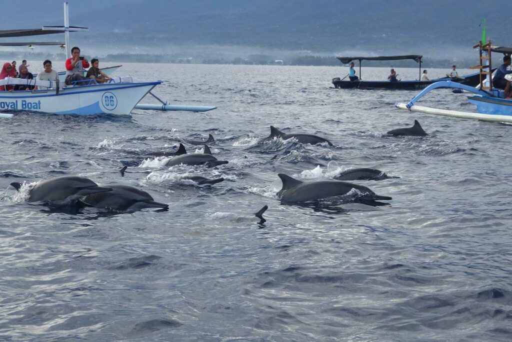 voir-les-dauphins-a-lovina-beach