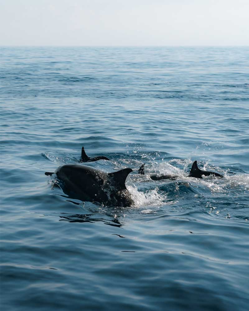 dauphins-liberte-lovina-nord-bali