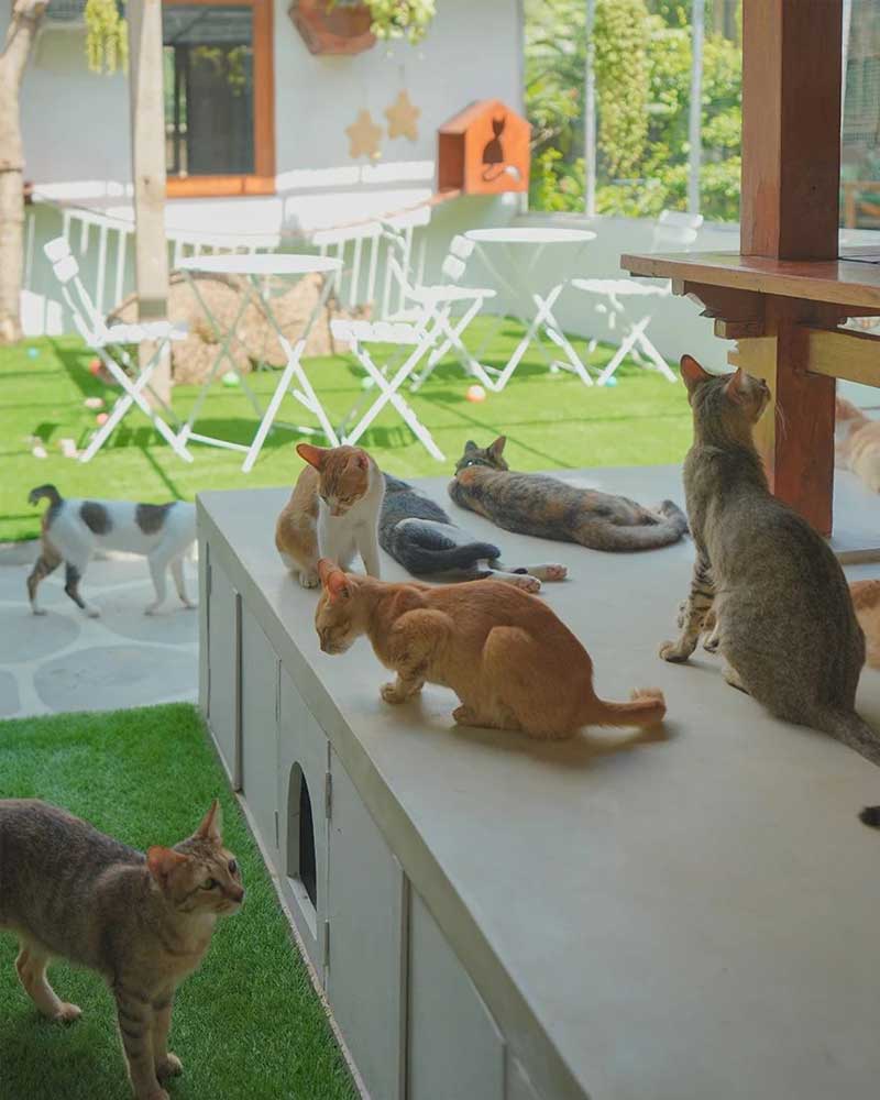 the-odd-cat-cafe-canggu