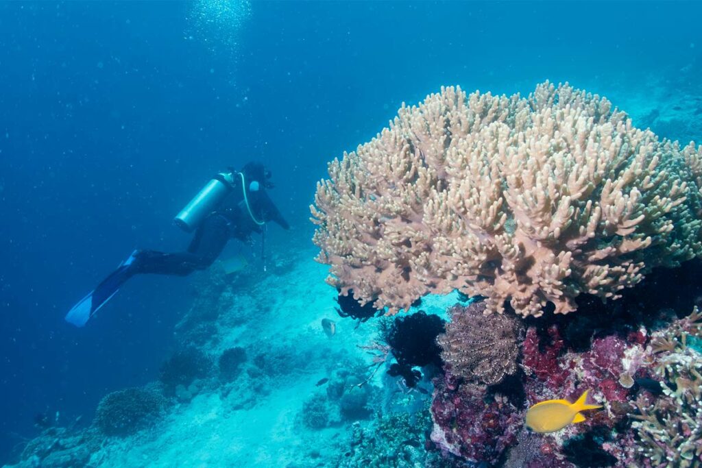 admirer-corail-biorock-pemuteran