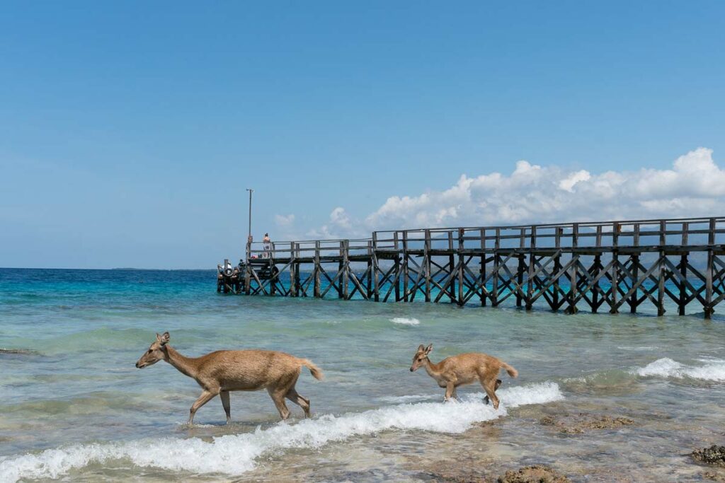 cerf-bali-barat-national-park