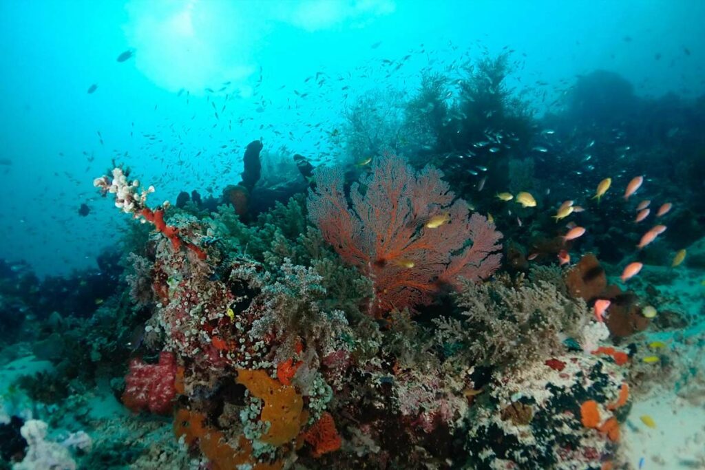 plongee-autour-ile-menjangan-pemuteran